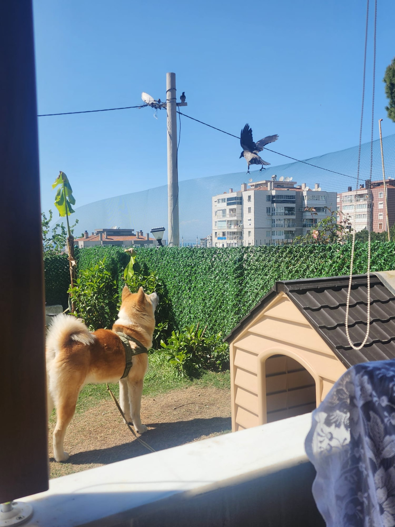 3 YAŞINDA JAPON AKİTA